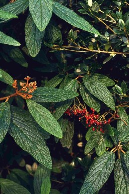 Viburnum rhytidophyllum busk 125-150 cm