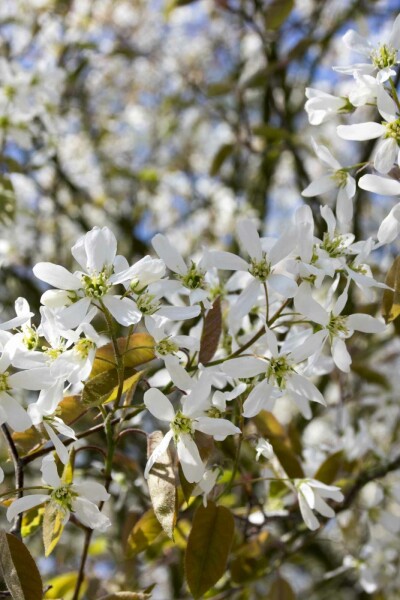 Amelanchier spicata busk 100-125 cm