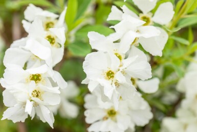 Exochorda racemosa 'Niagara' busk