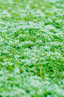 Intet billede tilgængeligt