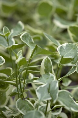 Intet billede tilgængeligt