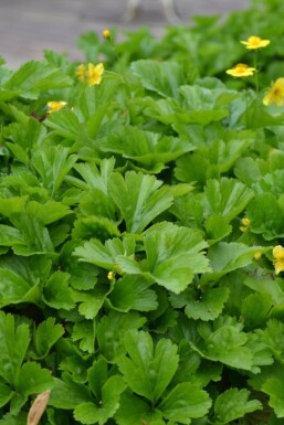 Intet billede tilgængeligt