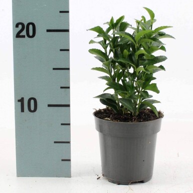 Euonymus japonicus 'Green Spire' busk 40-45 cm