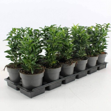 Euonymus japonicus 'Green Spire' busk 40-45 cm