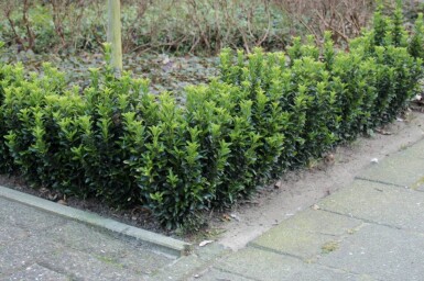 Euonymus japonicus 'Green Spire' busk 40-45 cm