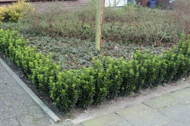 Euonymus japonicus 'Green Spire' busk 40-45 cm