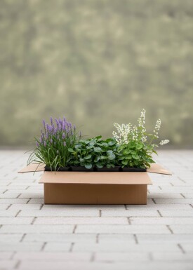 EasyGreen Mix færdigbed