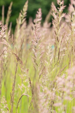 Sommerpragt Mix færdigbed