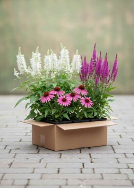 Sensommernektar Mix færdigbed