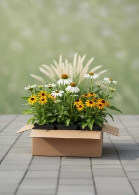 Efterårsglød Mix færdigbed