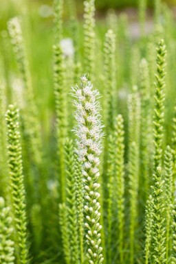 Sommerbris Mix færdigbed