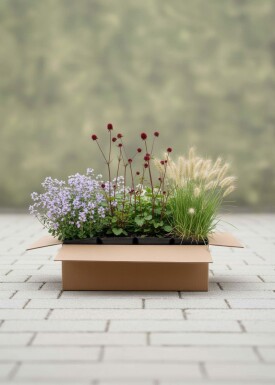 Sommerkontrast Mix færdigbed