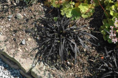 Naturlig Elegance Mix færdigbed