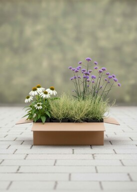 Solrig Elegance Mix færdigbed