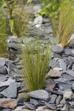 Solrig Elegance Mix færdigbed