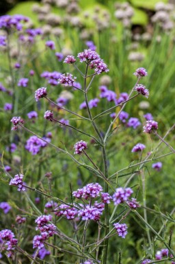 Solrig Elegance Mix færdigbed