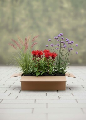 Solnedgang Mix færdigbed