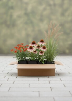 Sensommernsglød Mix færdigbed