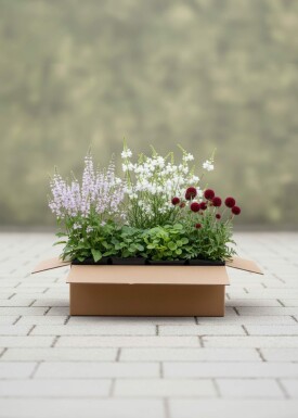Hviskende Blomster Mix færdigbed