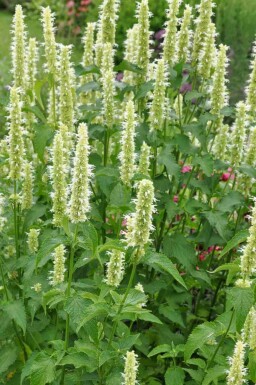 Hviskende Blomster Mix færdigbed