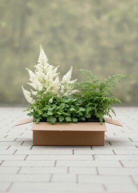 Skovcharme Mix færdigbed