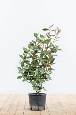 Elaeagnus × ebbingei 50-60 cm