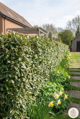 Elaeagnus × ebbingei 50-60 cm