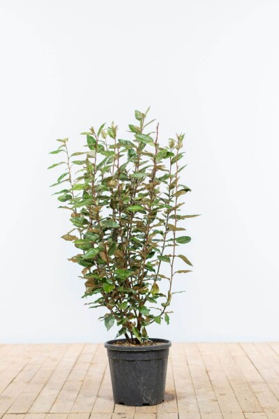 Elaeagnus × ebbingei 80-100 cm
