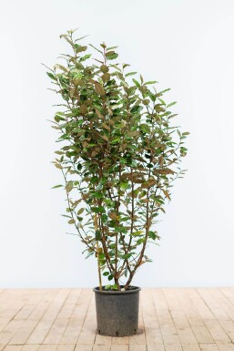 Elaeagnus × ebbingei 100-125 cm