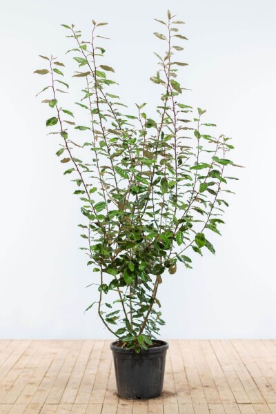 Elaeagnus × ebbingei 175-200 cm