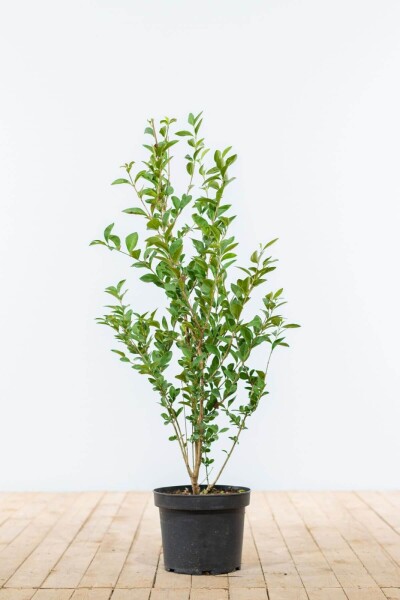 Ligustrum vulgare 60-80 cm