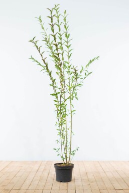 Ligustrum vulgare 150-175 cm