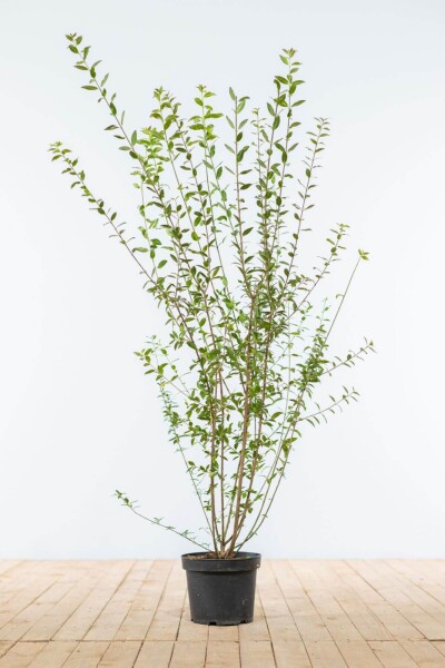 Ligustrum vulgare 'Atrovirens' 100-125 cm