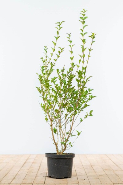 Ligustrum ovalifolium 80-100 cm