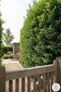 Ligustrum ovalifolium 80-100 cm