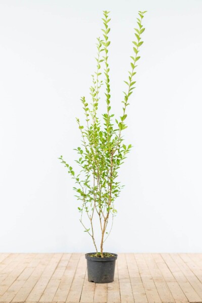 Ligustrum ovalifolium 150-175 cm