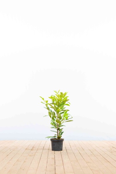 Prunus laurocerasus Rotundifolia 40-60 cm