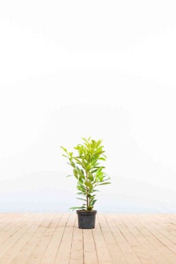 Prunus laurocerasus Rotundifolia 40-60 cm