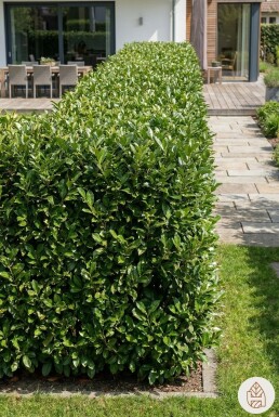 Prunus laurocerasus Rotundifolia 40-60 cm