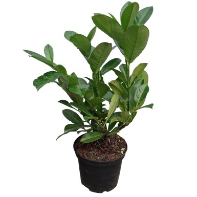 Prunus laurocerasus Rotundifolia 40-60 cm