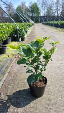 Prunus laurocerasus Rotundifolia 40-60 cm