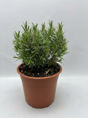 Lavandula angustifolia 'Munstead'