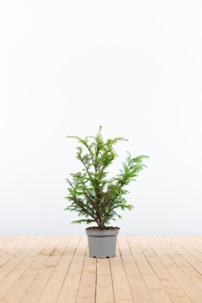 Taxus baccata 40-60 cm - Potte