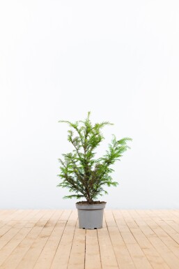 Taxus baccata 40-60 cm potte
