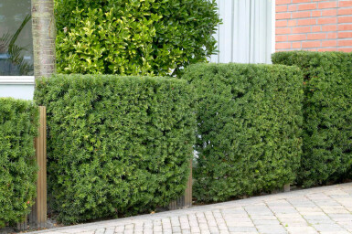 Taxus baccata 40-60 cm - Potte