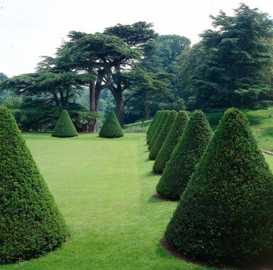 Taxus baccata 40-60 cm - Potte