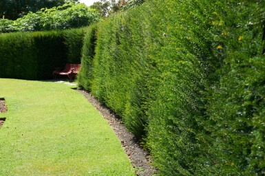 Taxus baccata 40-60 cm - Potte