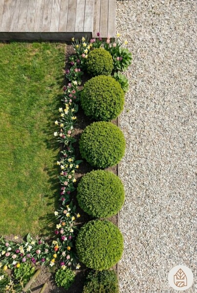 Buxus sempervirens 50-60 cm - Potte