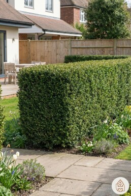 Ilex crenata 'Dark Green' 60-80 cm - Potte