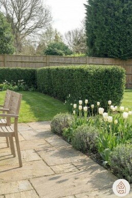 Ilex crenata 'Dark Green' 60-80 cm - Potte